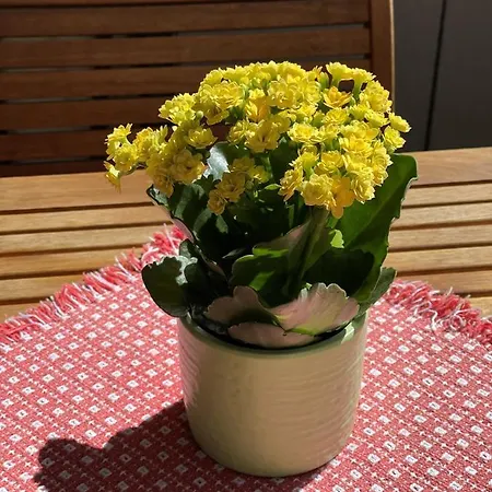 Haus Oasis 아파트 체르마트