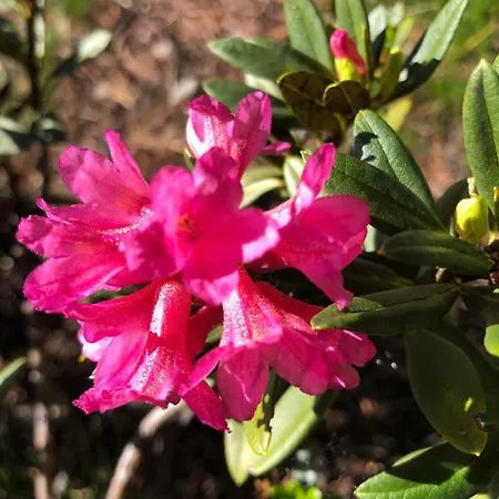 豪斯绿洲酒店 *