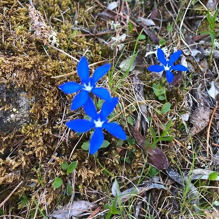 Appartamento Haus Oasis