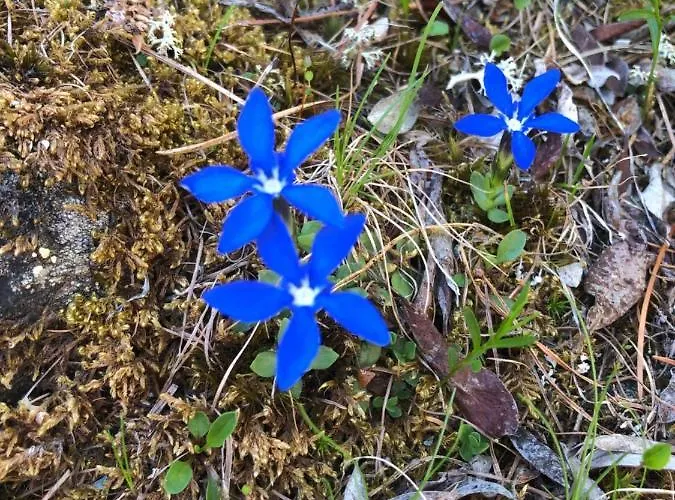 Lägenhet Haus Oasis